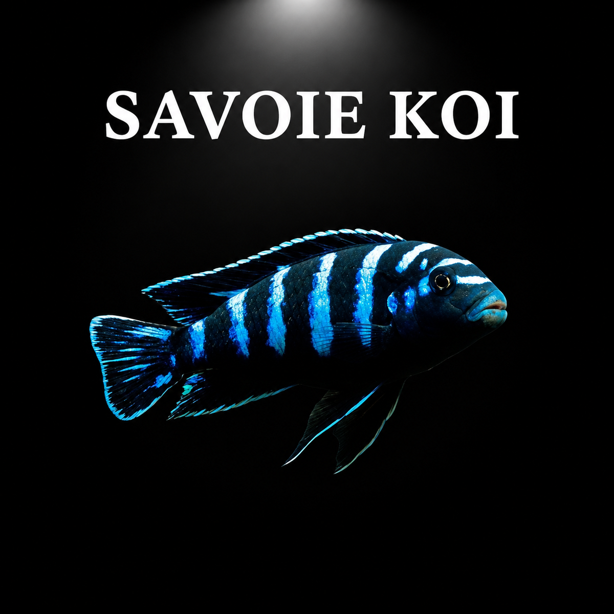 Pseudotropheus demasoni – mâle adulte bleu électrique à larges bandes verticales noires très contrastées, cichlidé Mbuna emblématique du lac Malawi – Savoie Koi