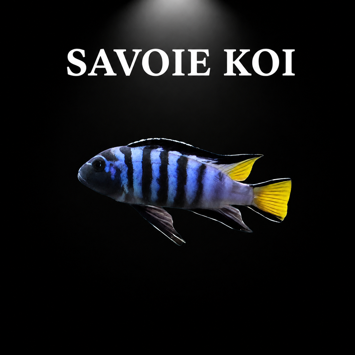 Pseudotropheus elongatus Mpanga – mâle adulte bleu-violet à larges barres noires et queue jaune vif, cichlidé Mbuna du lac Malawi – Savoie Koi