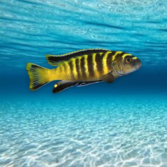 Pseudotropheus flavus cichlidé africain lac Malawi robe jaune éclatante uniforme 4-6 cm