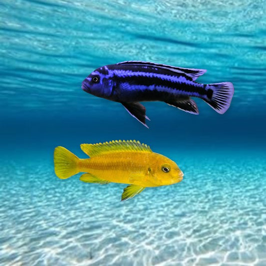 Pseudotropheus johannii cichlidé africain lac Malawi mâle bleu électrique femelle jaune-orangé 5-6 cm