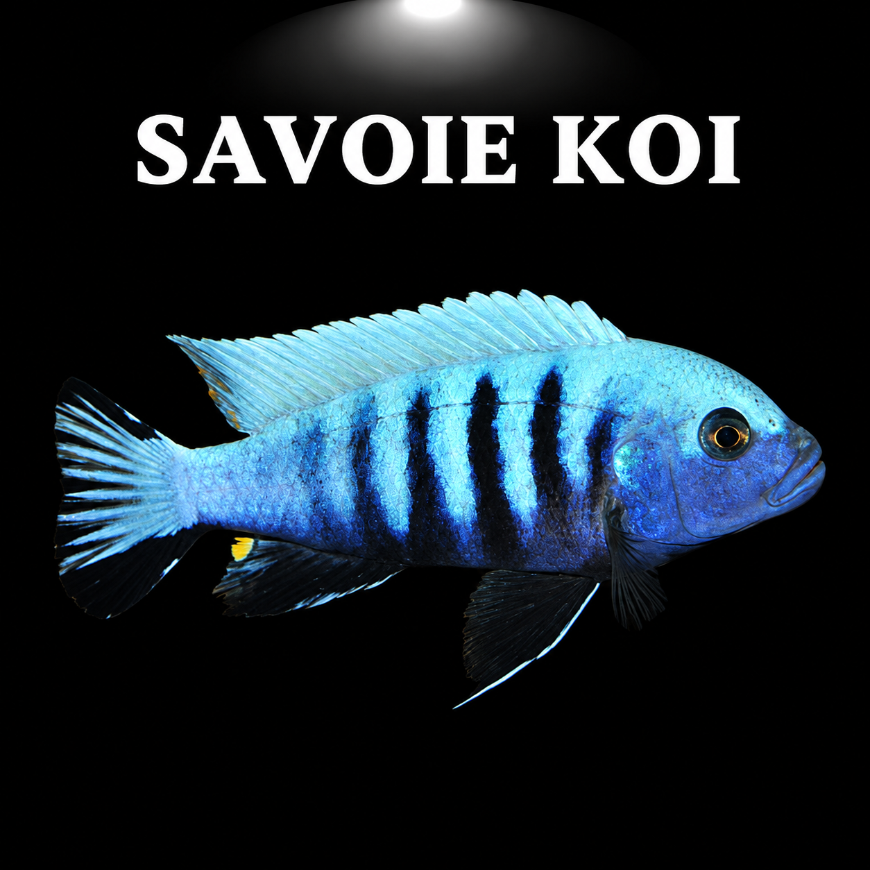 Pseudotropheus kingsizei Blue Gold 4-6 cm – Mbuna bleu électrique et doré du lac Malawi, morphe Blue Gold spectaculaire