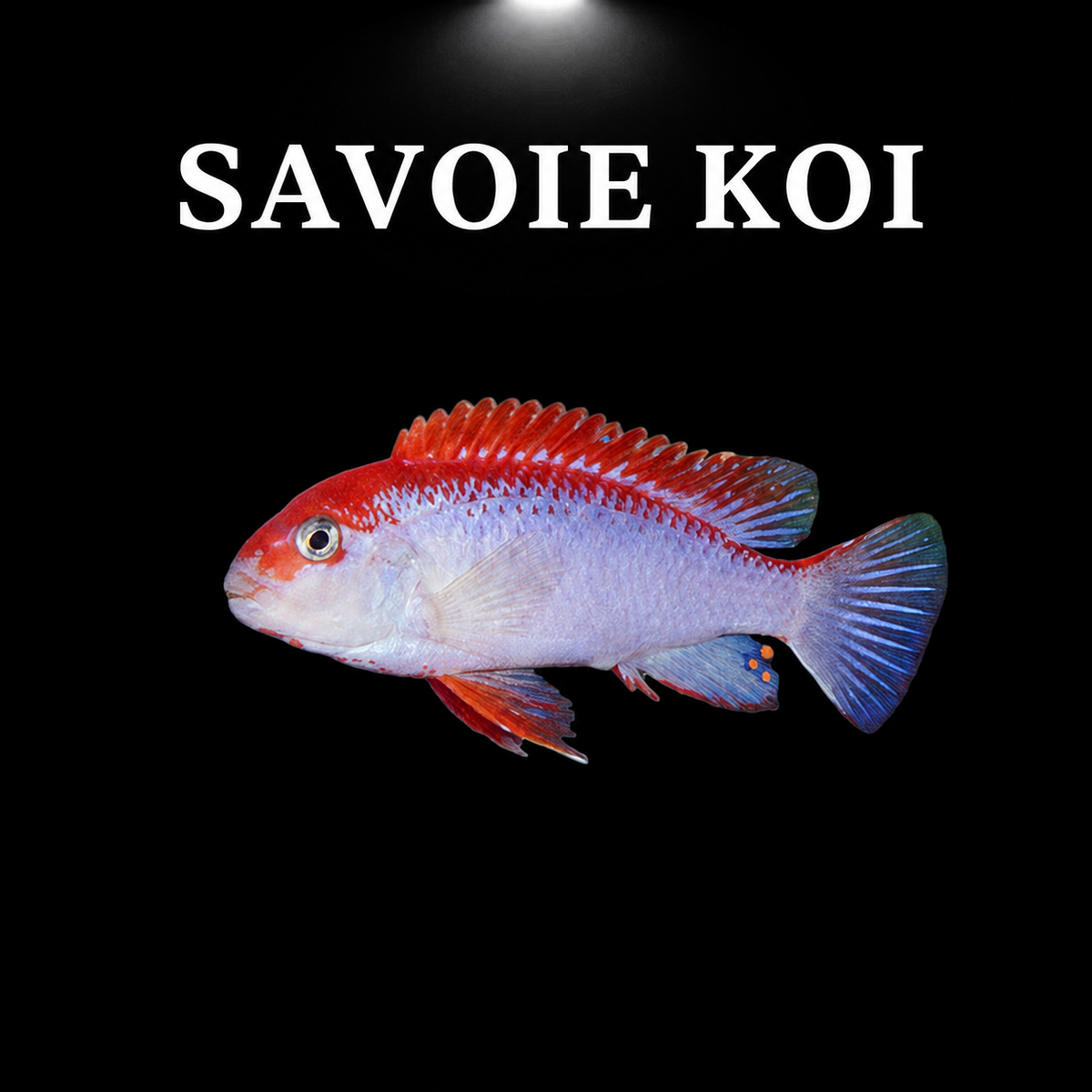 Pseudotropheus perspicax Red Top Ndumbi – mâle adulte à corps bleu-lilas pâle et nageoire dorsale rouge vif, taches orange sur nageoire anale, cichlidé Mbuna du lac Malawi – Savoie Koi