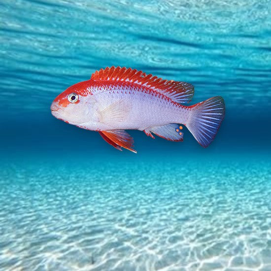 Pseudotropheus perspicax red top ndumbi cichlidé africain lac Malawi tête rouge-orangé corps bleu-gris 5-6 cm
