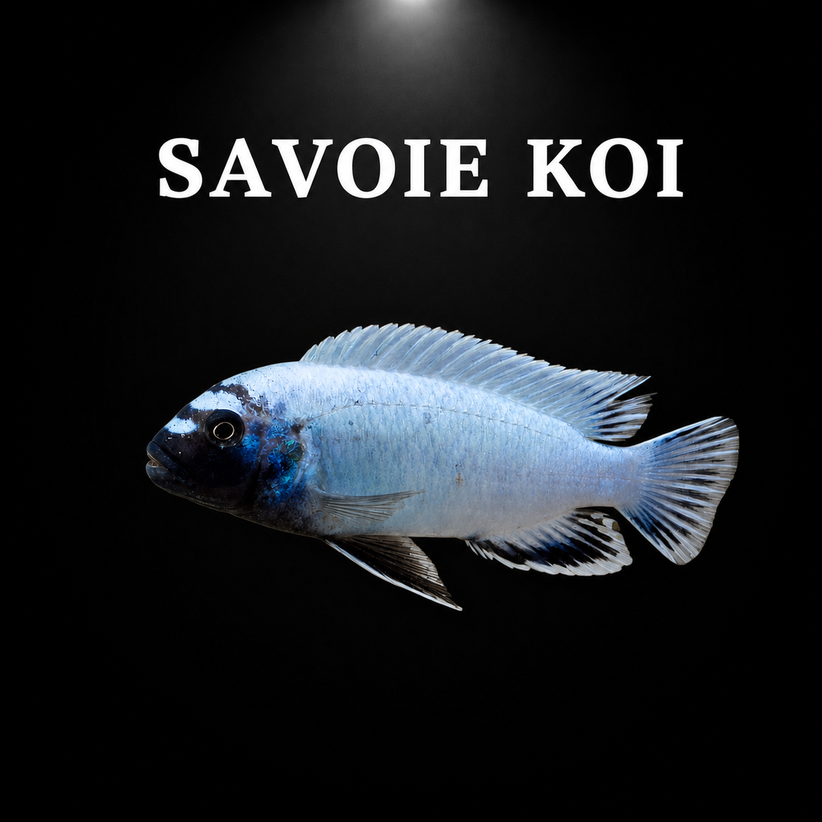 Pseudotropheus polit – mâle bleu ciel pâle à tête noire avec reflets bleus irisés, cichlidé Mbuna du lac Malawi – Savoie Koi