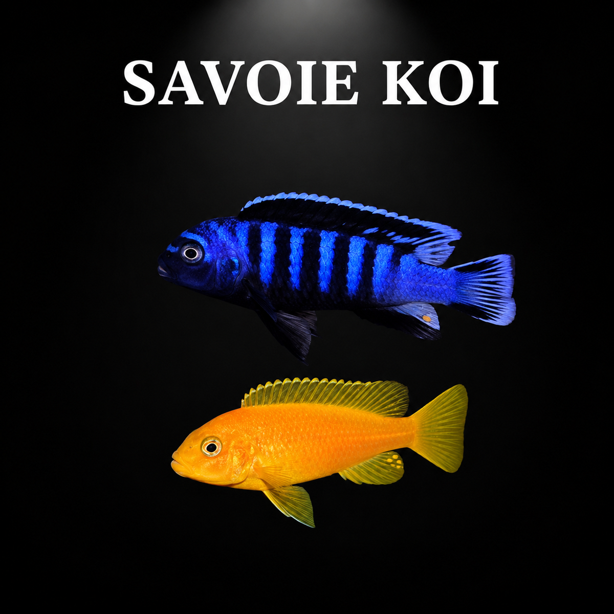 Pseudotropheus saulosi Taiwan Reef F2 – dimorphisme sexuel : mâle bleu électrique à larges barres noires et femelle jaune-orangé uniforme, cichlidé Mbuna du lac Malawi – Savoie Koi