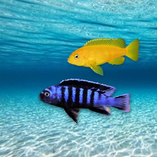 Cichlidé du Malawi