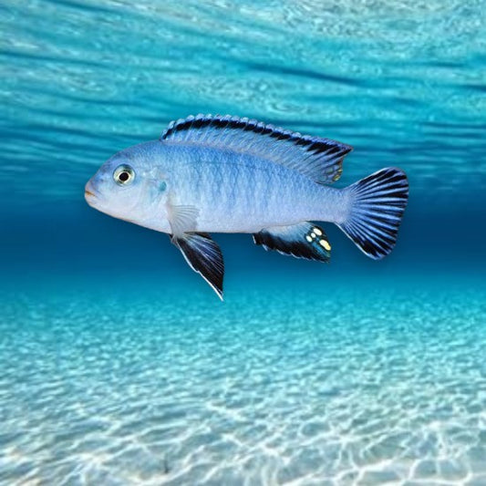 Pseudotropheus socolofi cichlidé africain lac Malawi robe bleu poudré uniforme 5-6 cm