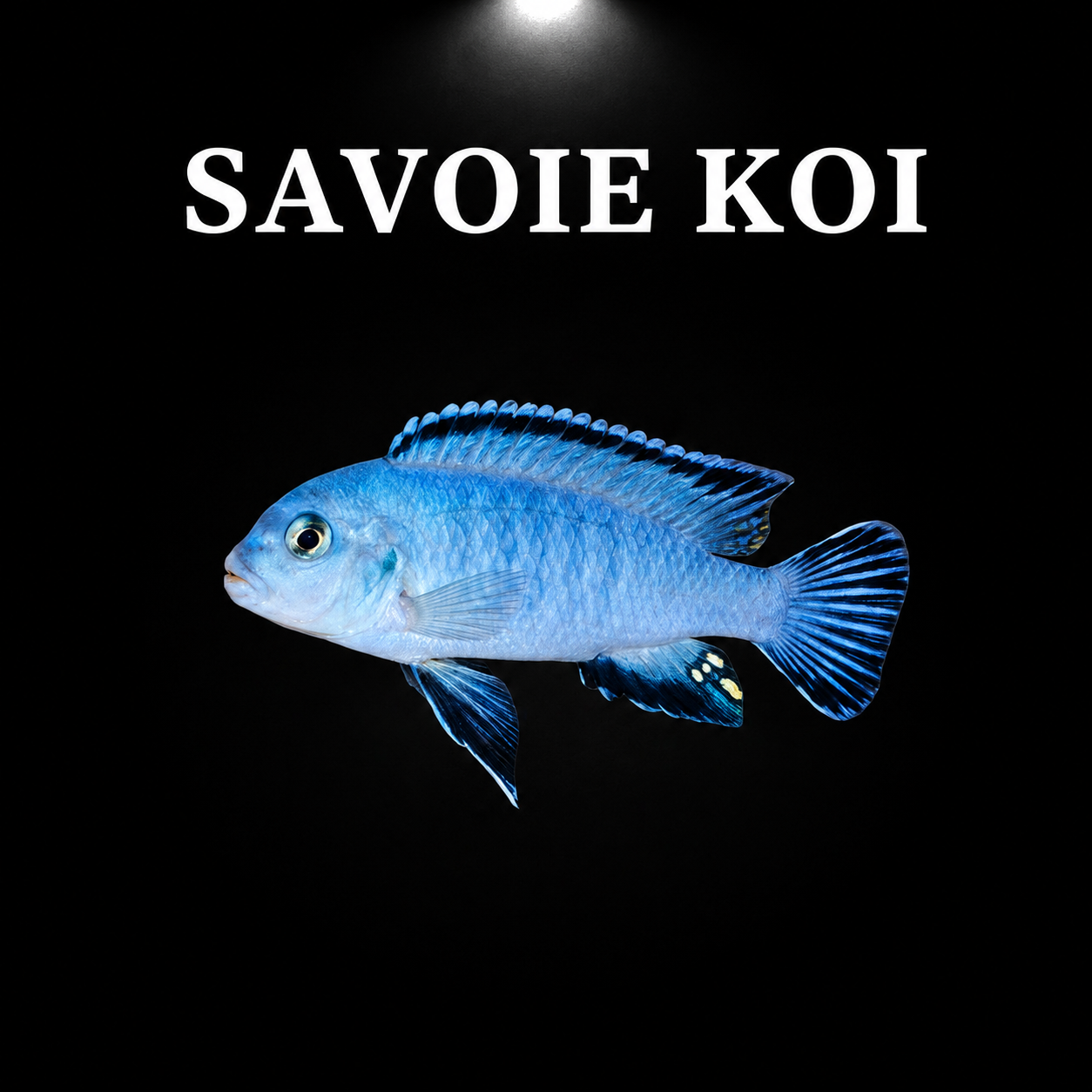 Pseudotropheus socolofi – mâle adulte bleu poudré uniforme à nageoires dorsale et caudale bleu foncé avec taches jaunes sur nageoire anale, cichlidé Mbuna du lac Malawi – Savoie Koi