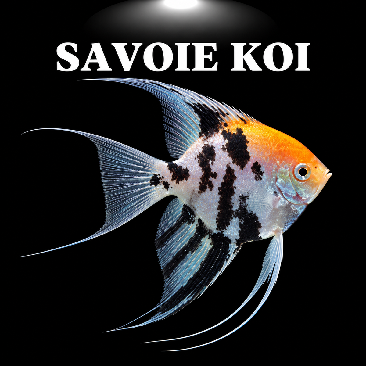 Pterophyllum scalare koi scalaire motifs orange noir blanc koi