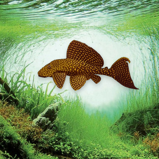 Pterygoplichthys joselimaianus L001 – Gold Spot Pleco, pleco aux taches dorées sur fond sombre