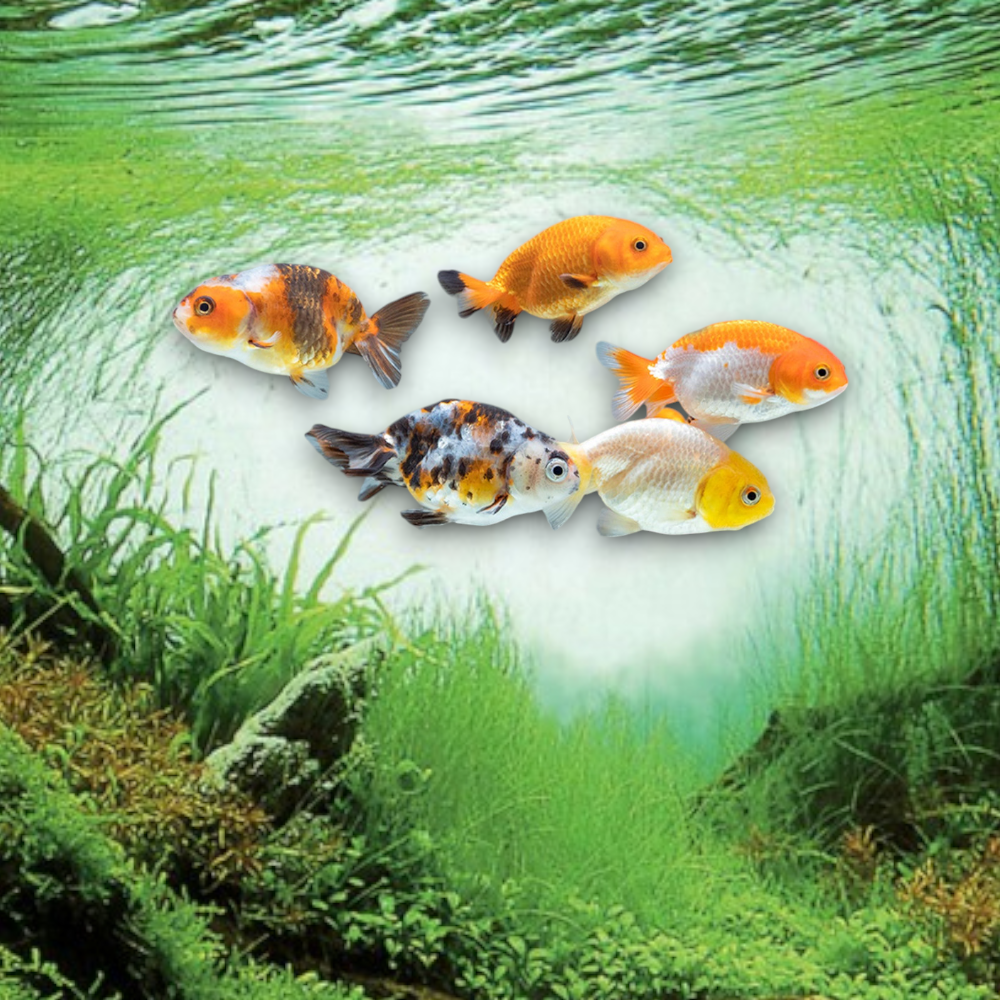 Ranchu Mix 7-8 cm - Carassius auratus sans nageoire dorsale capuchon wen développé couleurs variées rouge blanc calico bassin aquarium