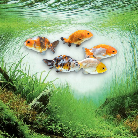 Ranchu Mix 7-8 cm - Carassius auratus sans nageoire dorsale capuchon wen développé couleurs variées rouge blanc calico bassin aquarium