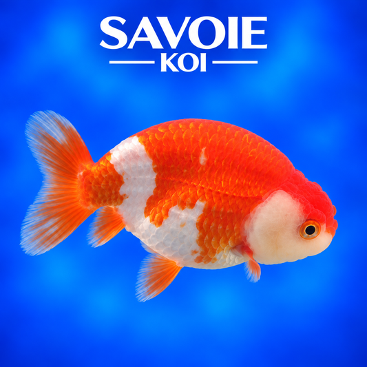 Ranchu rouge et blanc de 8 à 10 cm, spécimen 1 sélectionné par Savoie Koi