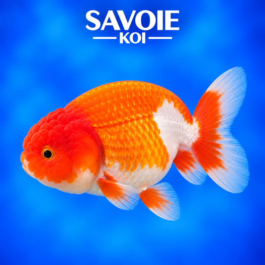 Ranchu rouge et blanc de 8 à 10 cm, spécimen 2 sélectionné par Savoie Koi 