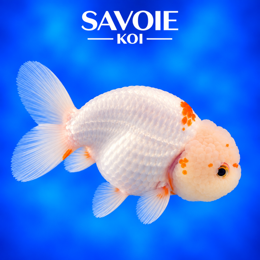 Ranchu rouge et blanc de 8 à 10 cm, spécimen 5 sélectionné par Savoie Koi
