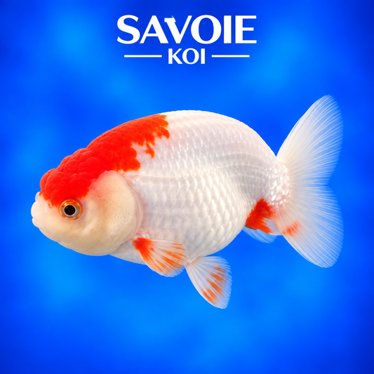 Ranchu rouge et blanc de 8 à 10 cm, spécimen 6 sélectionné par Savoie Koi