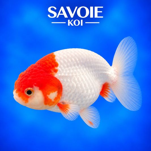 Ranchu rouge et blanc de 8 à 10 cm, spécimen 7 sélectionné par Savoie Koi