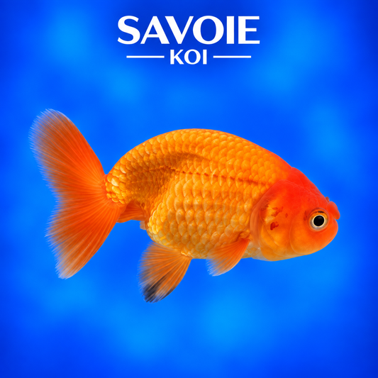 Ranchu rouge et noir de 8 à 10 cm, spécimen 8 sélectionné par Savoie Koi 