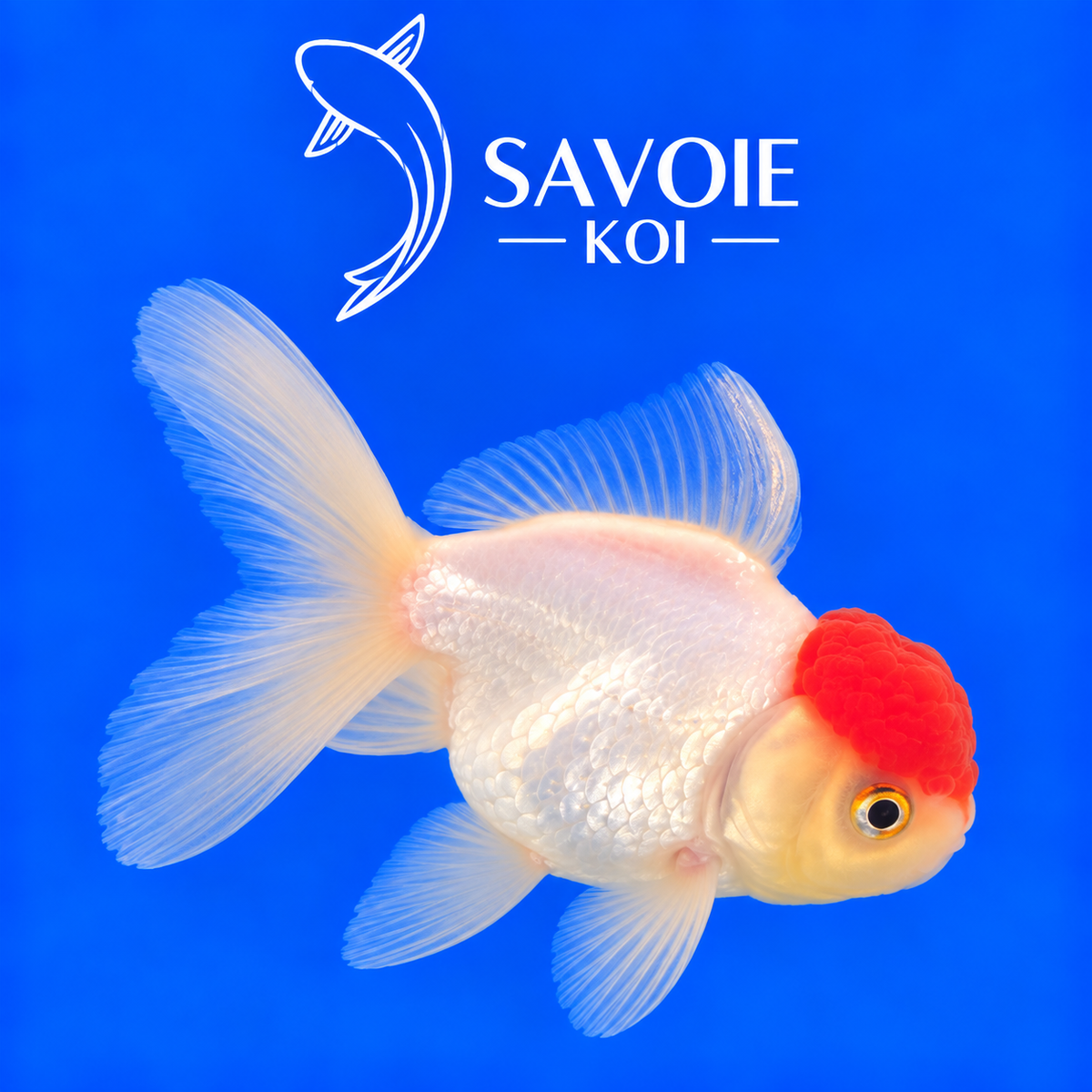 Red Cap Oranda blanc à tête rouge de 8 à 10 cm, spécimen 39 sélectionné par Savoie Koi