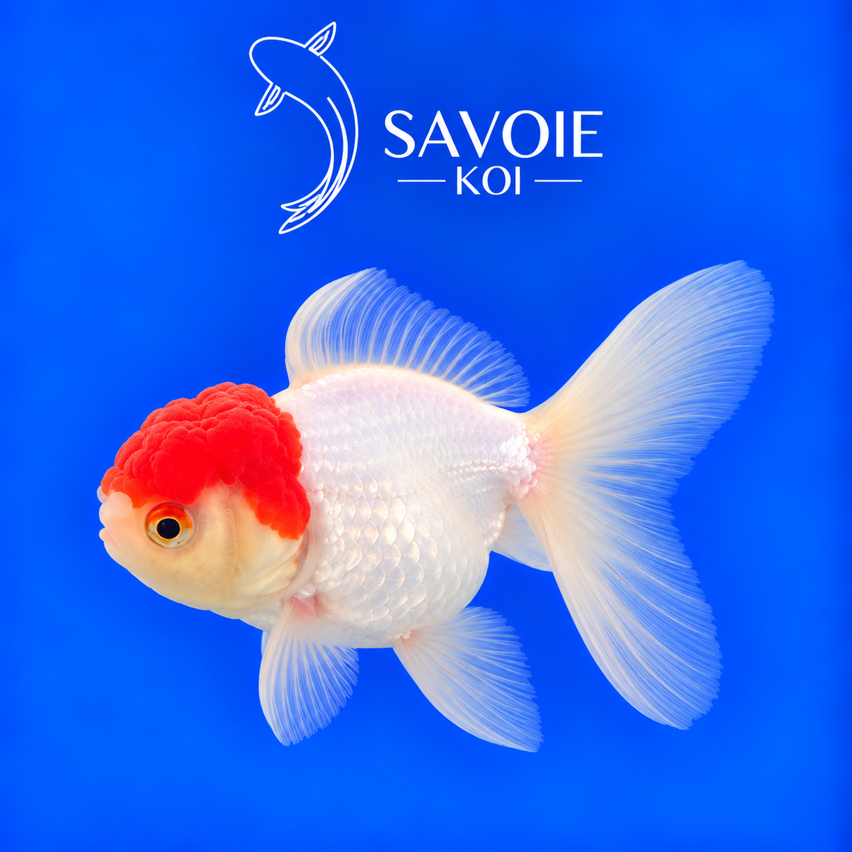 Red Cap Oranda blanc à tête rouge de 8 à 10 cm, spécimen 40 sélectionné par Savoie Koi 