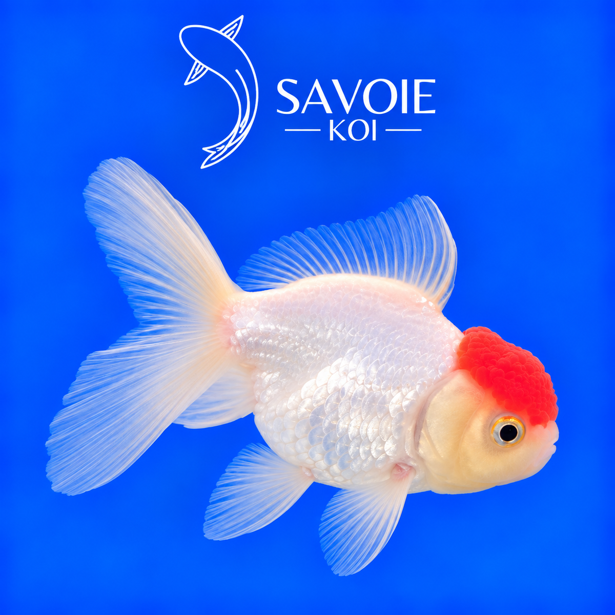 Red Cap Oranda blanc à tête rouge de 8 à 10 cm, spécimen 43 sélectionné par Savoie Koi