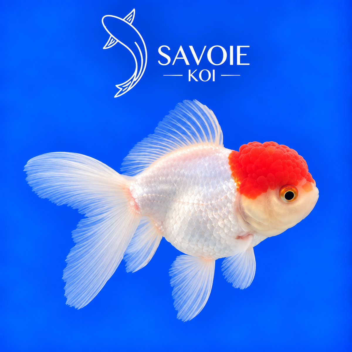 Red Cap Oranda blanc à tête rouge de 8 à 10 cm, spécimen 44 sélectionné par Savoie Koi 