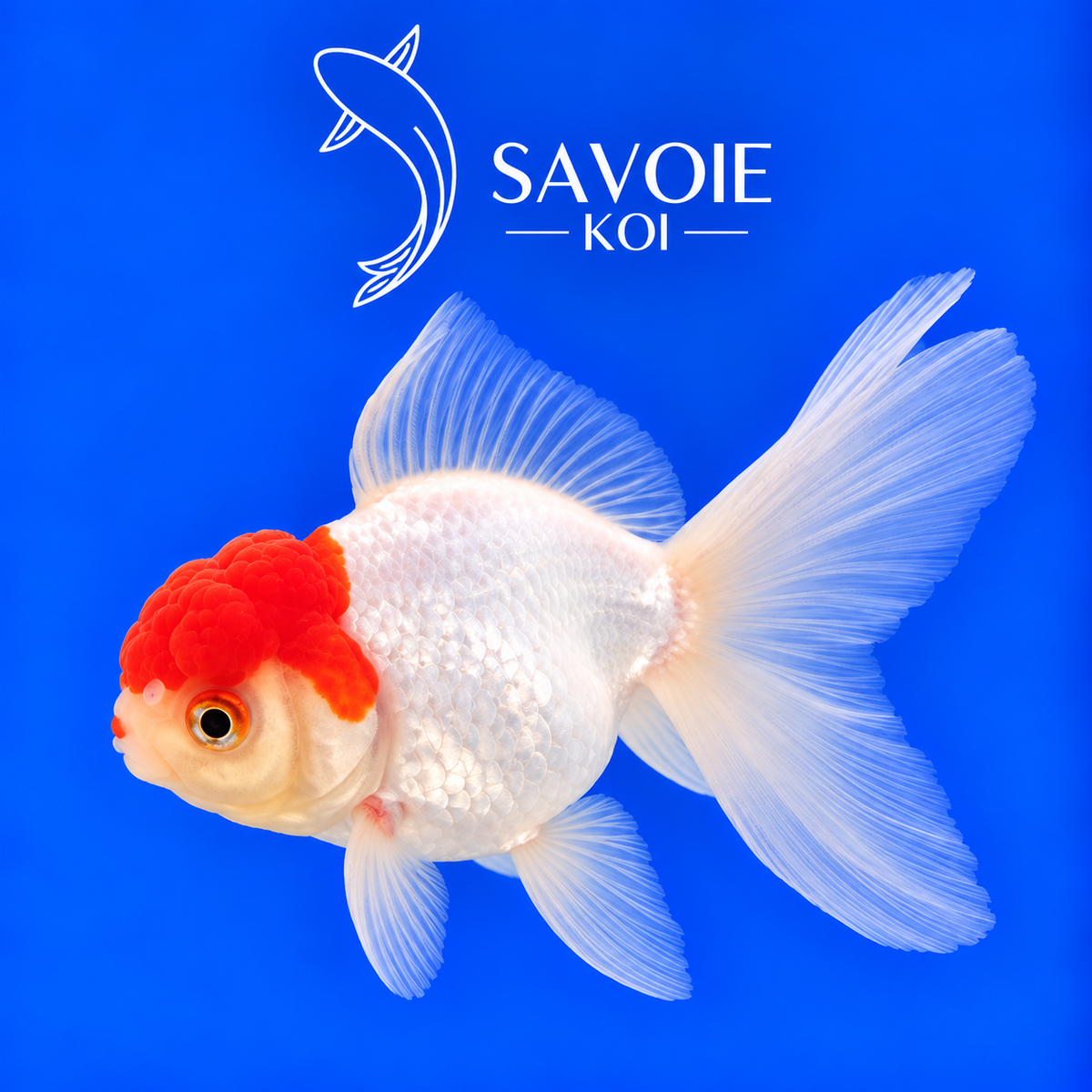 Red Cap Oranda blanc à tête rouge de 8 à 10 cm, spécimen 46 sélectionné par Savoie Koi 