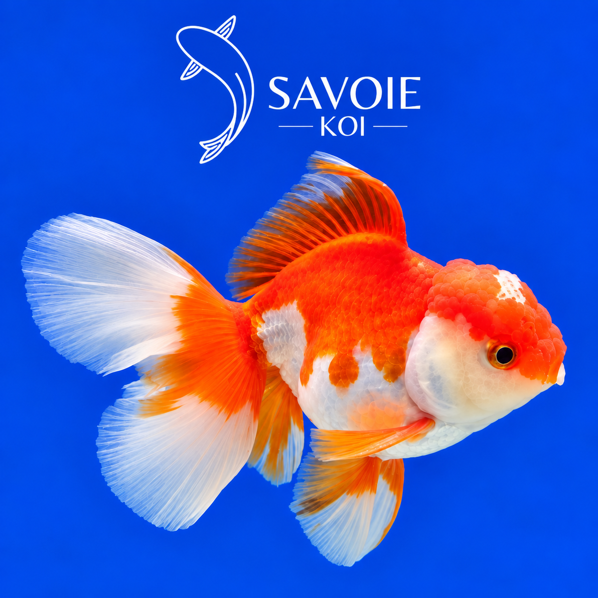 Red White Oranda Rosetail de 8 à 10 cm, spécimen 28, poisson rouge d’ornement rouge et blanc