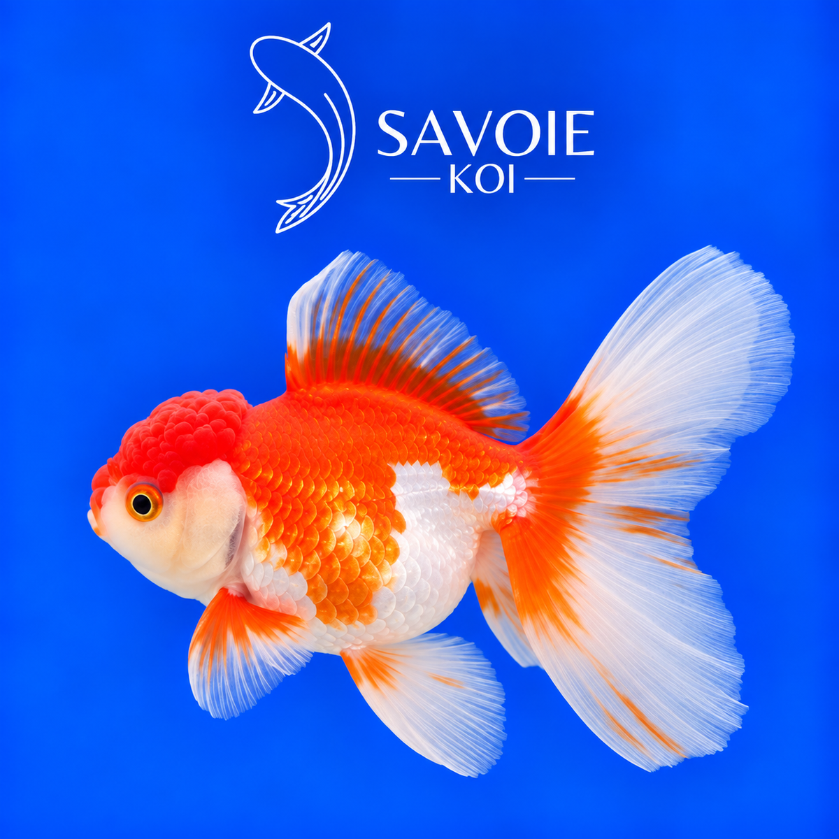 Red White Oranda Rosetail rouge et blanc de 8 à 10 cm, spécimen 35 sélectionné par Savoie Koi