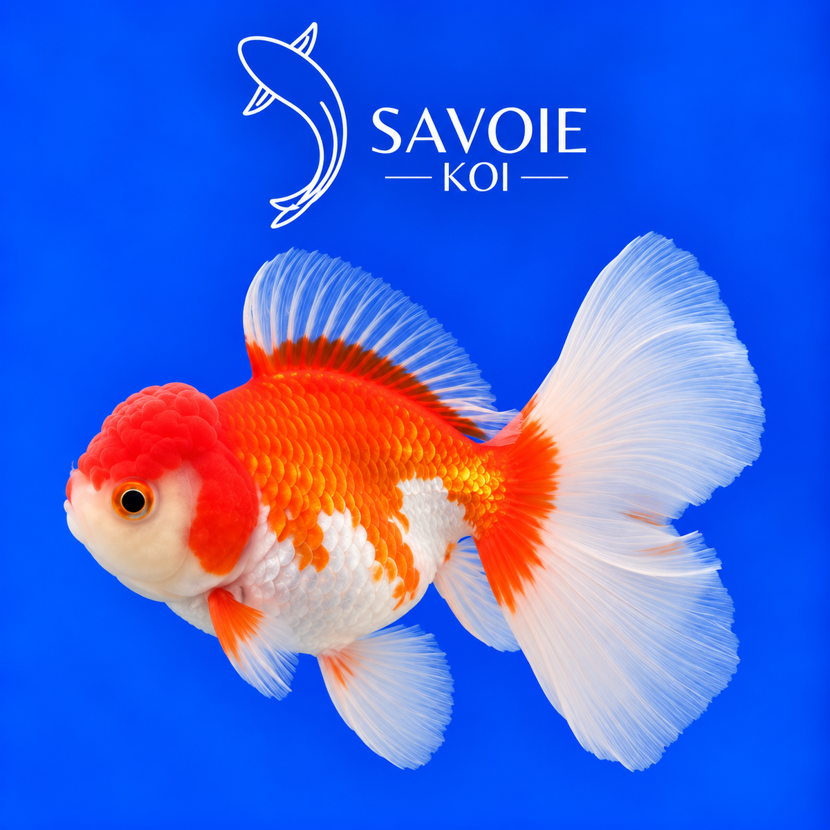 Red White Oranda Rosetail rouge et blanc de 8 à 10 cm, spécimen 36 sélectionné par Savoie Koi 