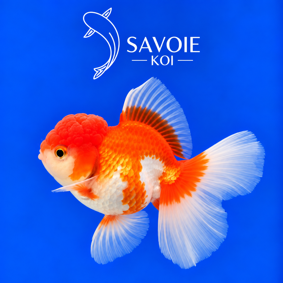 Red White Oranda Rosetail rouge et blanc de 8 à 10 cm, spécimen 38 sélectionné par Savoie Koi 