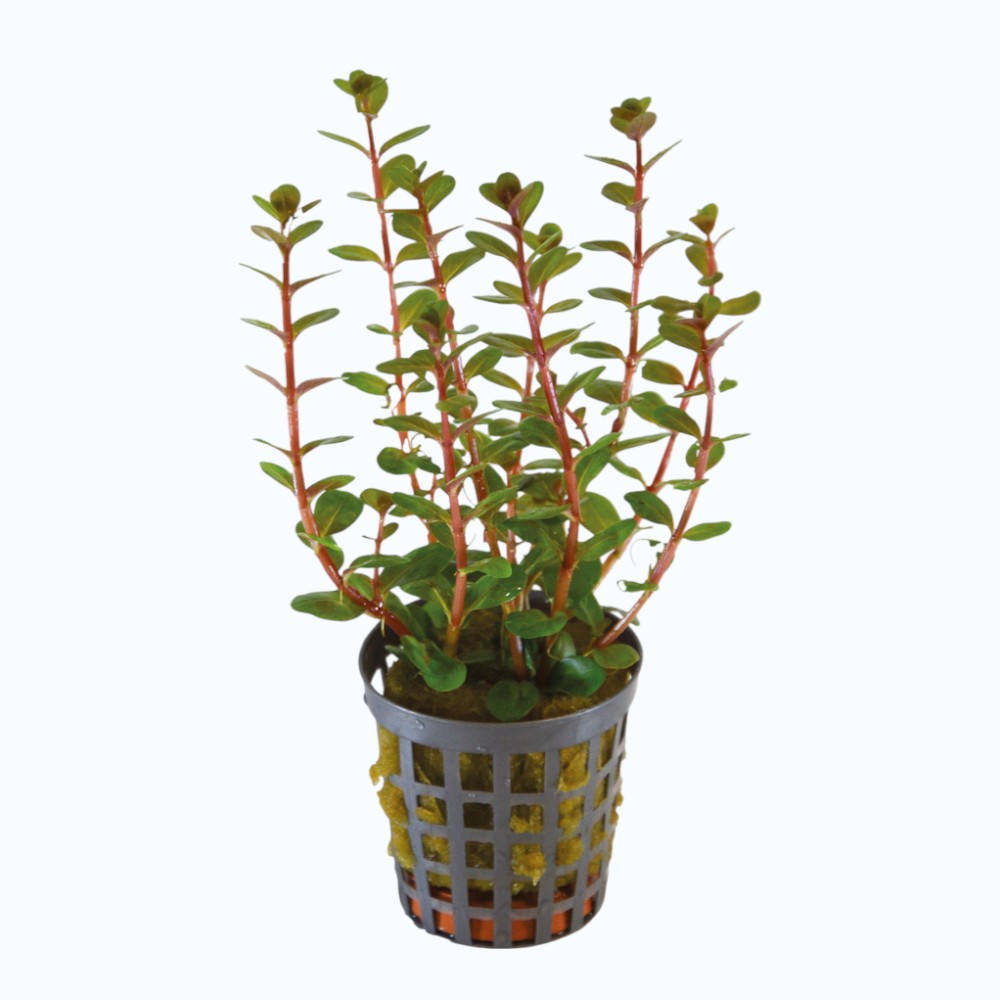 Rotala blood red plante aquarium rouge sang intense tige verticale arri\u00e8re-plan aquascaping high-tech CO2