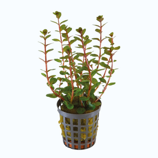 Rotala blood red plante aquarium rouge sang intense tige verticale arri\u00e8re-plan aquascaping high-tech CO2