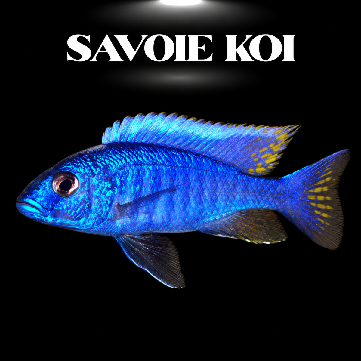 Sciaenochromis fryeri Maleri Island 7-10 cm — Electric Blue Hap, bleu électrique ultra-saturé du Lac Malawi, localité Maleri Island, spécimen sélectionné | Savoie Koi