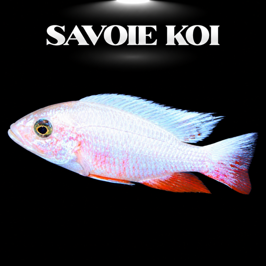 Sciaenochromis fryeri Snow White 5-7 cm — variété blanche immaculée de l'Electric Blue Hap du Lac Malawi, robe nacrée, spécimen sélectionné | Savoie Koi