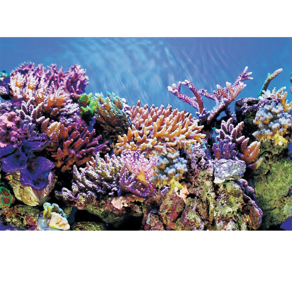 poster aquarium 