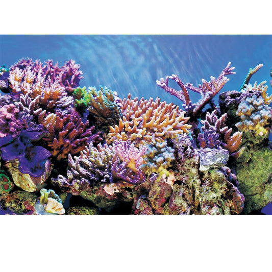 poster aquarium 