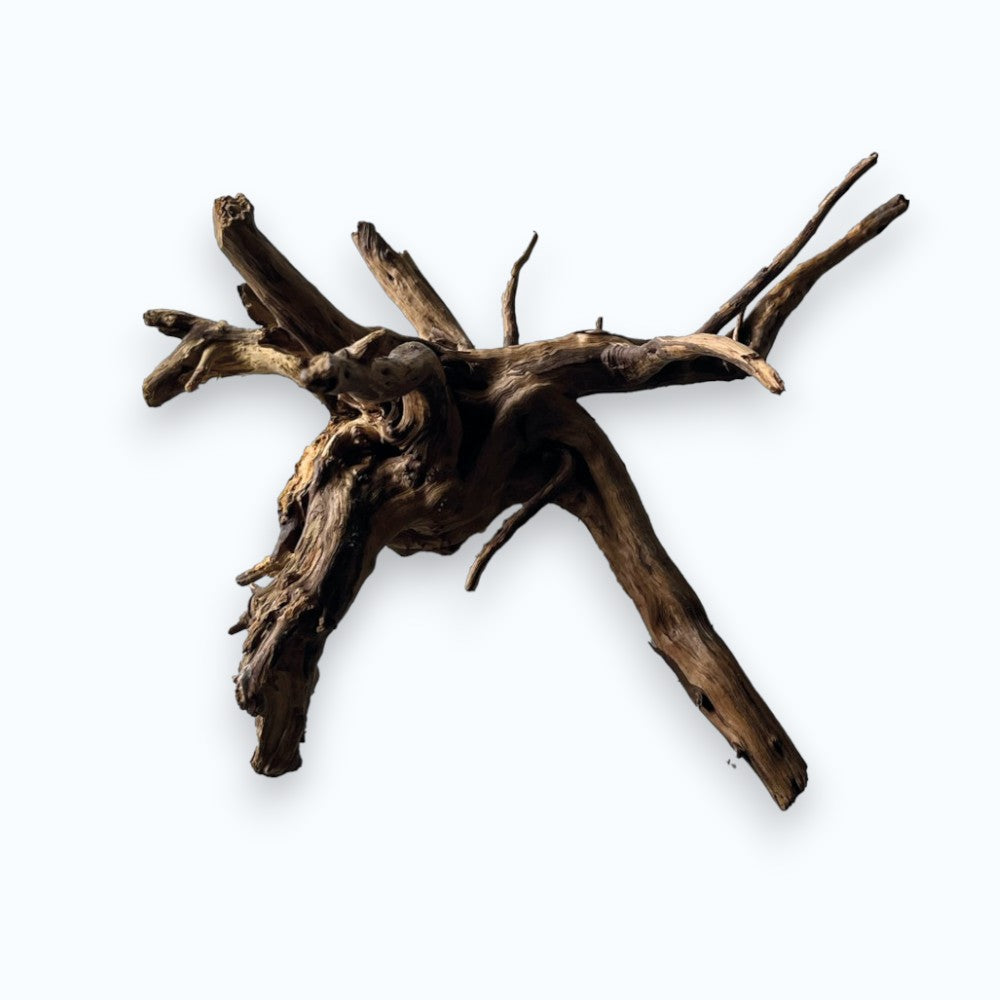 Superfish Spiderwood Noir – racine naturelle aux ramifications fines et étalées brun-noir pour aquascaping