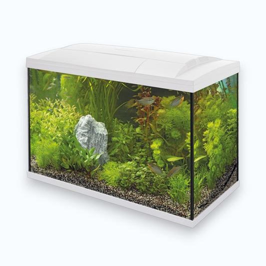 Superfish Start 100 Tropical Kit White - Aquarium 100 litres kit complet tropical design blanc
