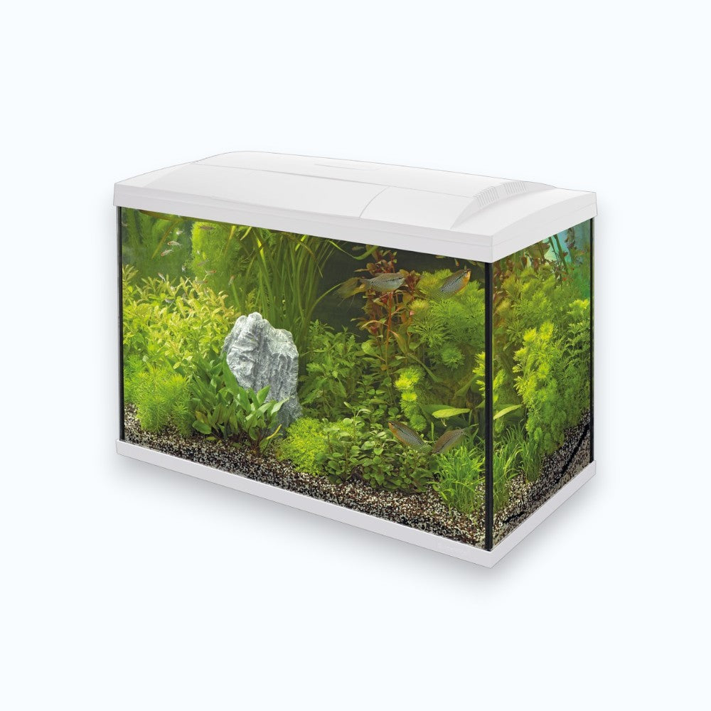 Superfish Start 70Tropical Kit White - Aquarium 70 litres kit complet tropical design blanc