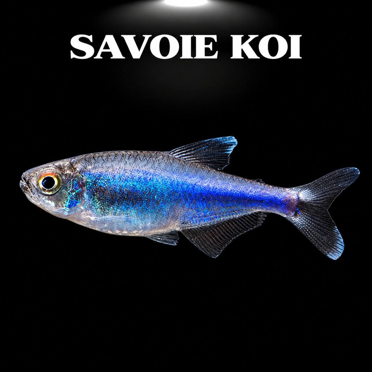 Boehlkea fredcochui (Tétra bleu du Pérou) dans aquarium planté amazonien, montrant la ligne bleue électrique iridescente caractéristique sur corps argenté translucide