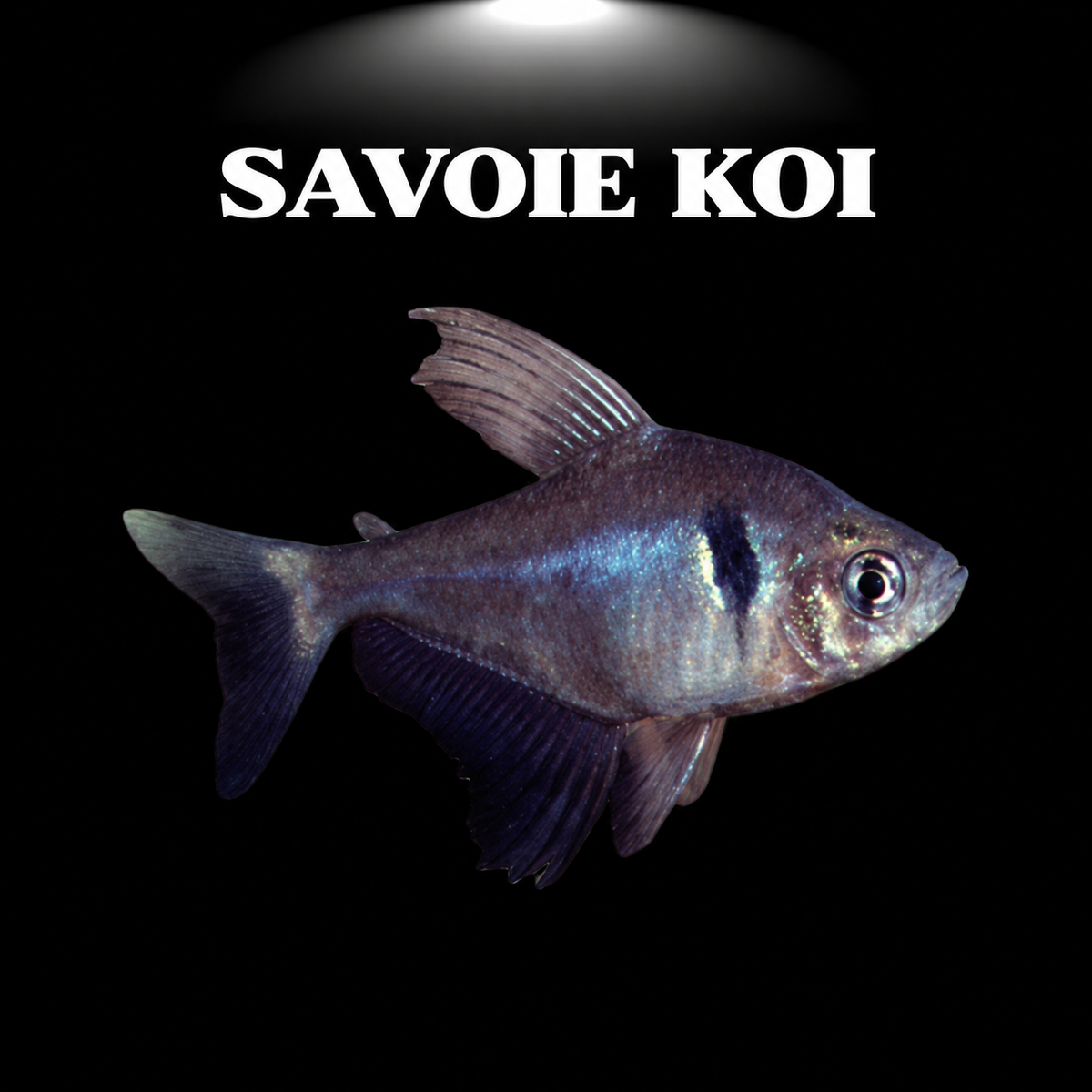 Megalamphodus megalopterus (Tétra fantôme noir) - Poisson tropical d'aquarium gris anthracite avec tache noire caractéristique et nageoires développées