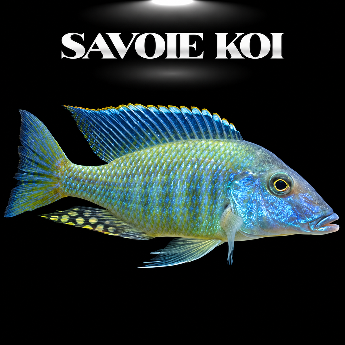 Taeniolethrinops furcicauda 7-8 cm — cichlide fouisseur à queue fourchue, silhouette longiligne argentée nacrée du Lac Malawi, spécimen sélectionné | Savoie Koi