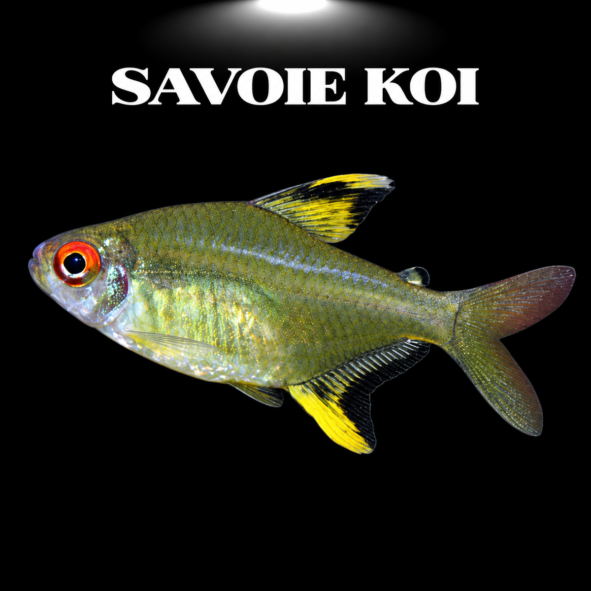 Hyphessobrycon pulchripinnis (Tétra citron) dans aquarium planté amazonien, montrant la coloration jaune citron éclatante et les nageoires bordées de noir caractéristiques