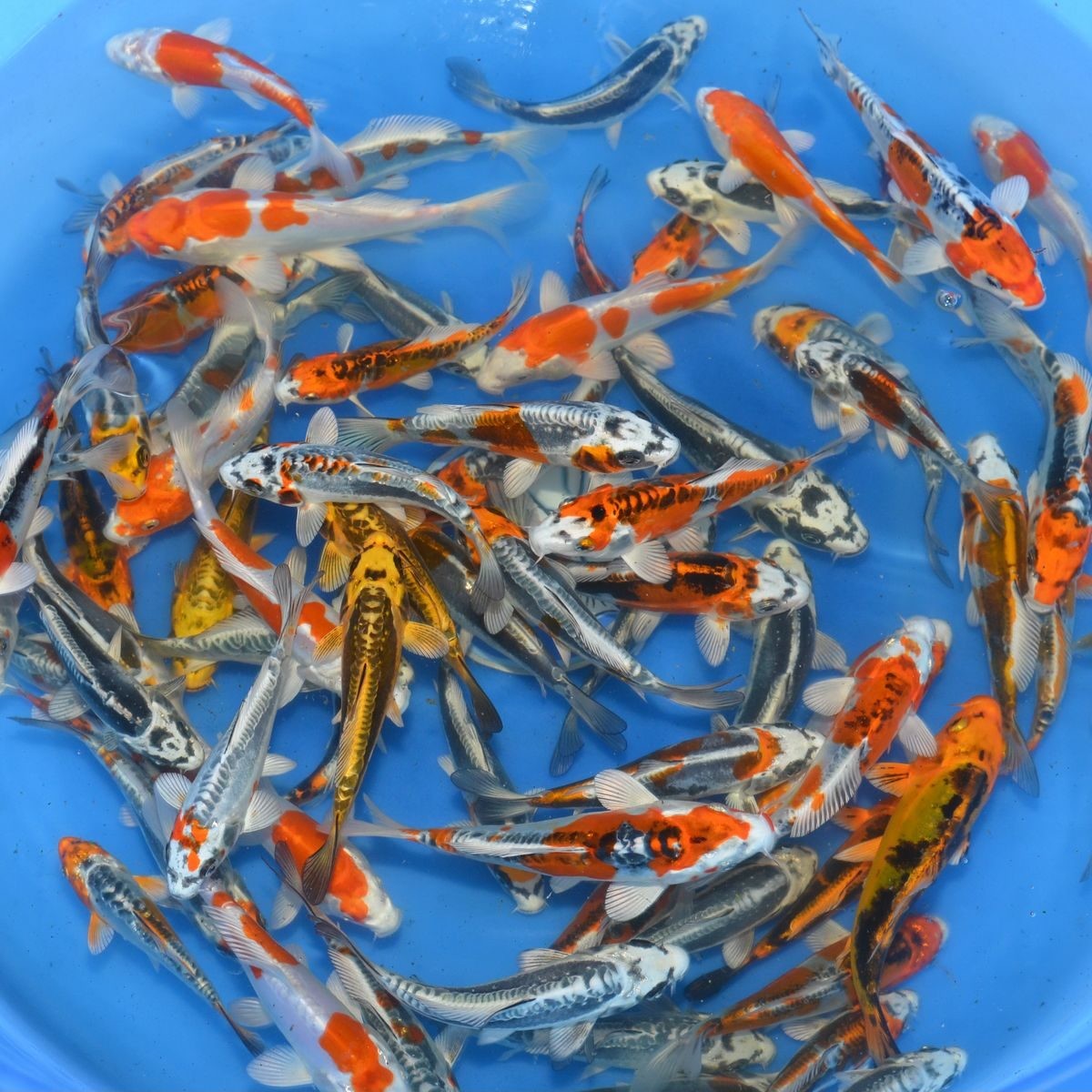 Tosai Mix Metallic Yamasan 12-15 cm - Carpes koi japonaises à reflets métalliques dorés et argentés