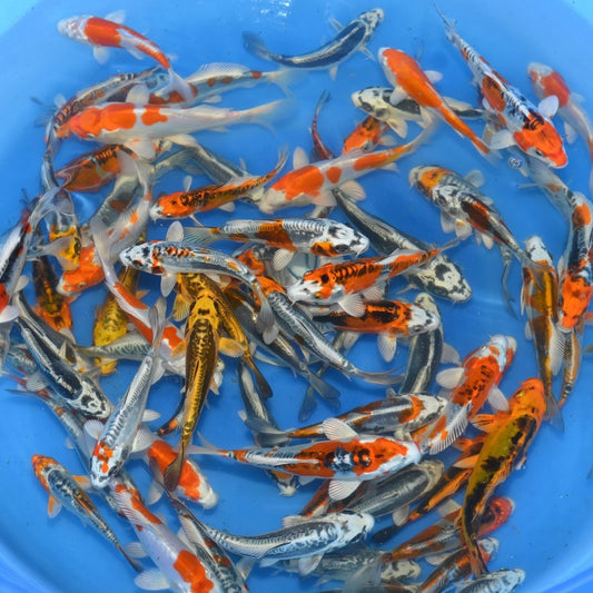 Tosai Mix Metallic Yamasan 12-15 cm - Carpes koi japonaises à reflets métalliques dorés et argentés