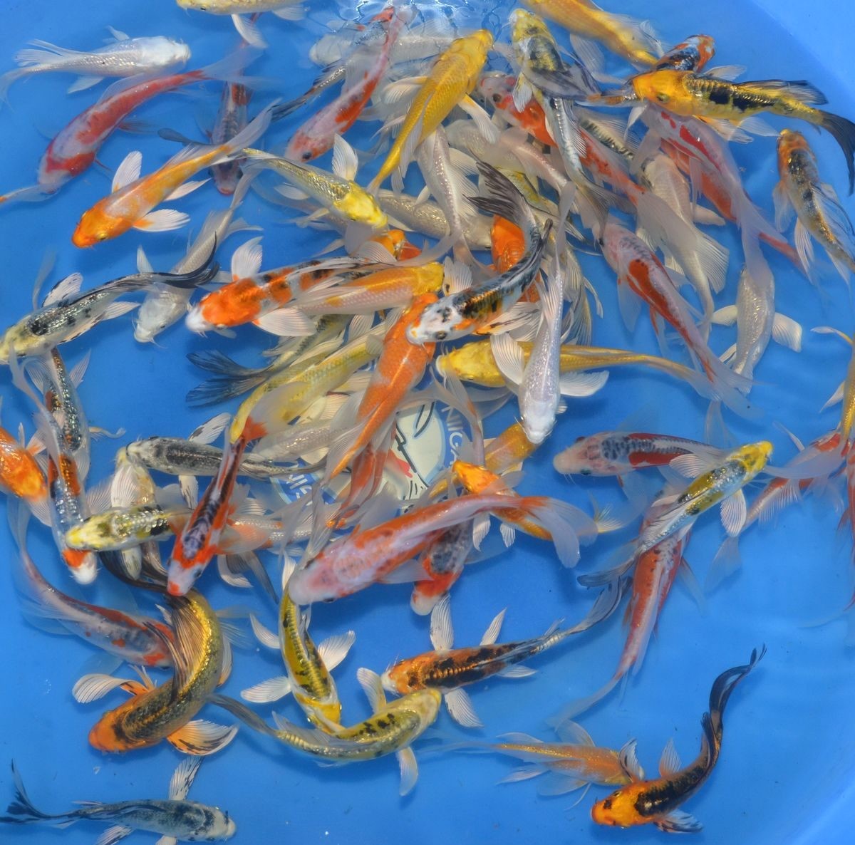 Tosai Mix Voile Yamasan 12-15 cm - Carpe koi butterfly japonaise avec nageoires longues et fluides