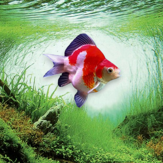 Tosai Tamasaba 8-10 cm — Poisson rouge japonais à queue en voile, vue de profil