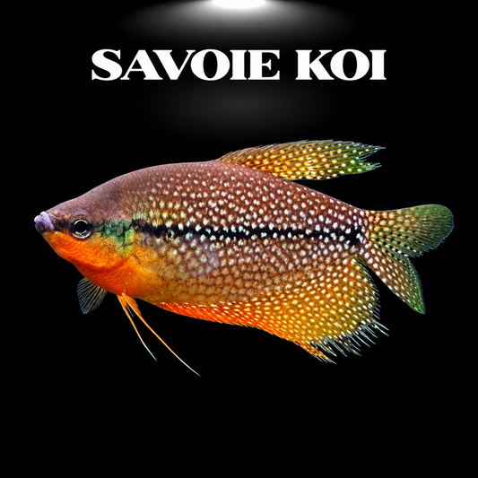 Trichogaster leeri gourami perlé mâle en aquarium d’eau douce planté