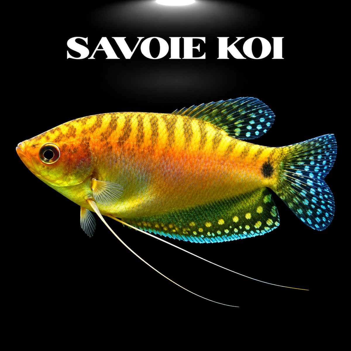 Trichogaster trichopterus gourami dorée en aquarium d’eau douce
